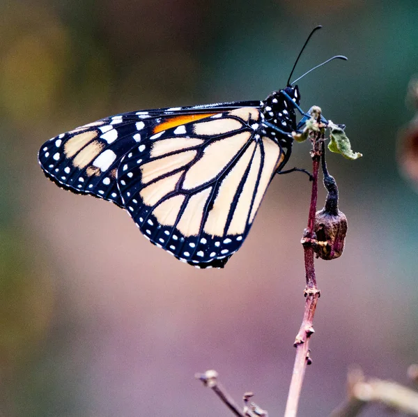 Monarch Butterfly sentado em uma haste da planta — Fotografia de Stock