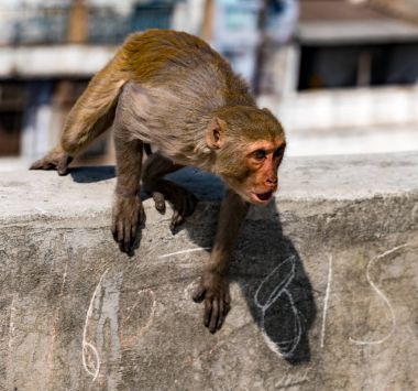 Bir duvarda otururken öfke, kentsel maymun gösterir