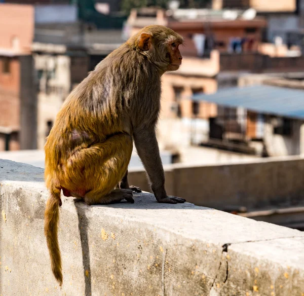 Urban Monkey India