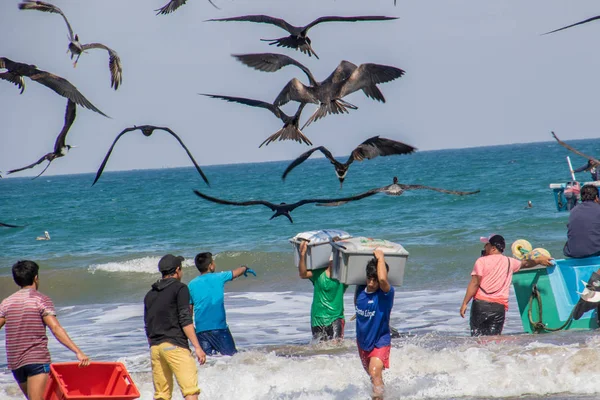 Los pescadores llevan contenedores de pescado a los compradores, perseguidos por aves que buscan — Foto de Stock