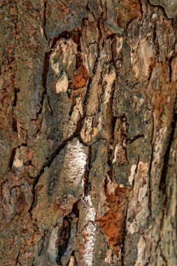 Ağaç kabuğunun arkaplan dokusu