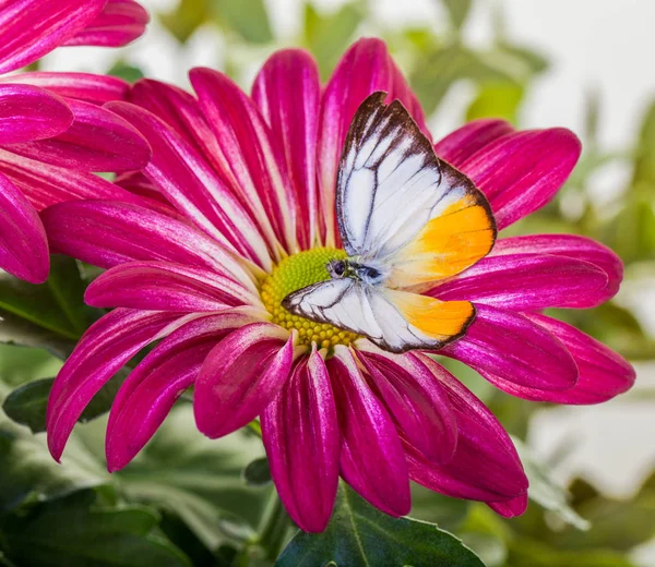 Mindere meeuw Butterfly — Stockfoto