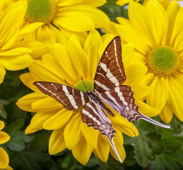 Papilio antaeus-Schmetterling — Stockfoto