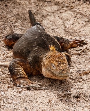 Galapagos Iguana sahilde