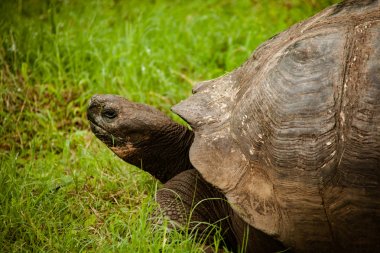 Galapagos kaplumbağası