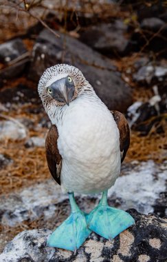Blue-footed Booby looking at camera clipart