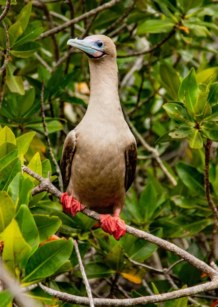 RDD Footed Booby na okonia — Zdjęcie stockowe