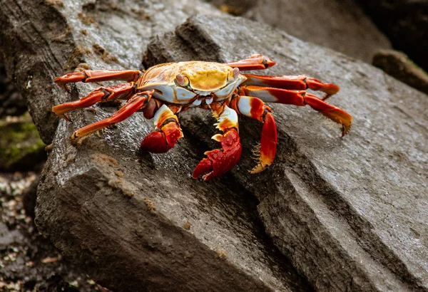 Crabe des pieds légers Sally sur le rocher — Photo