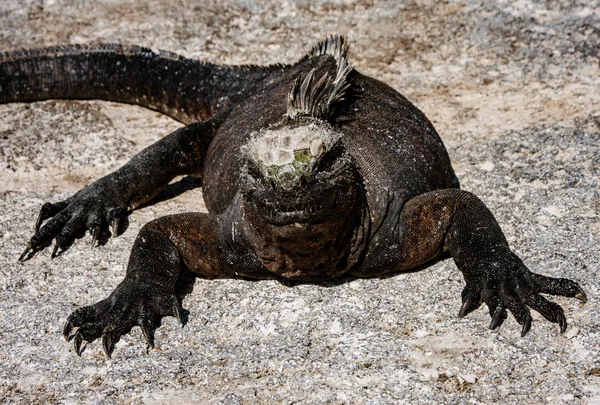 Iguanas marinhas Sunning on Rock — Fotografia de Stock