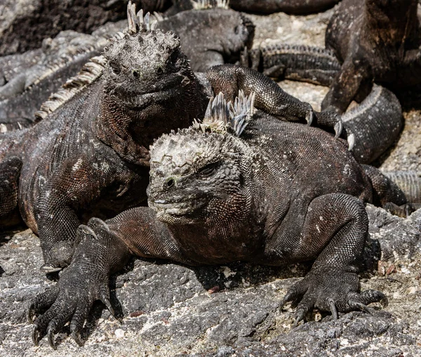 Marine Iguanas Sunning na skale — Zdjęcie stockowe