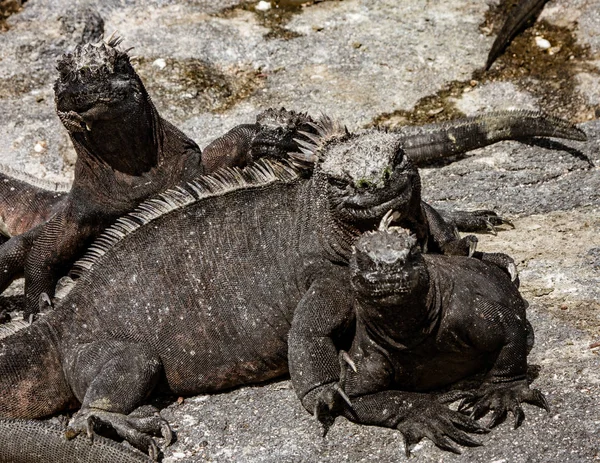 Iguanas marinhas Sunning on Rock — Fotografia de Stock