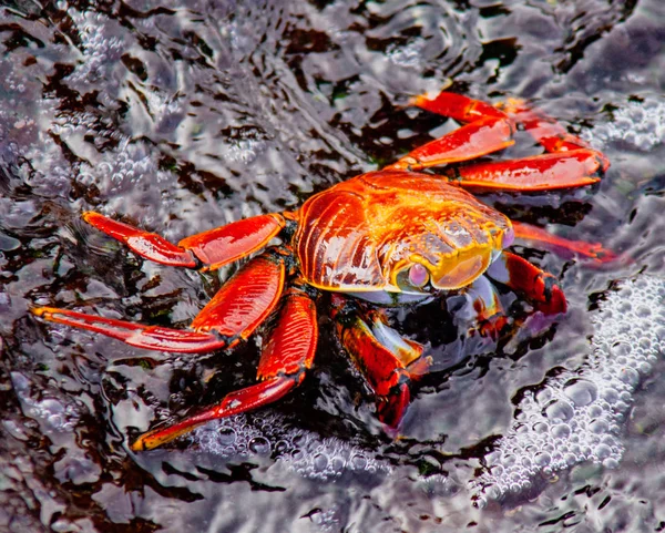 Sally Lightfoot Crab on Rock