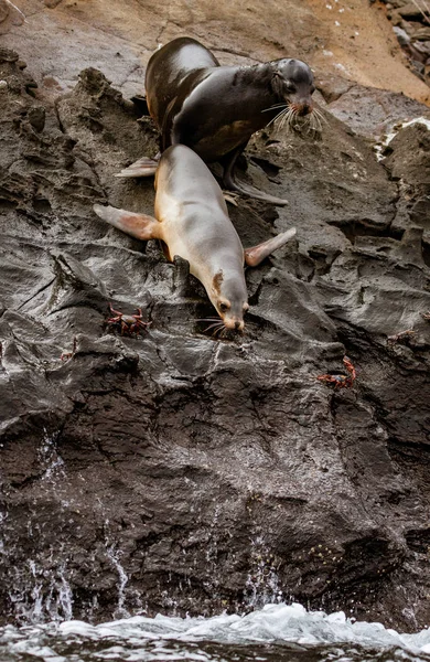 Sea lions about to jump into water