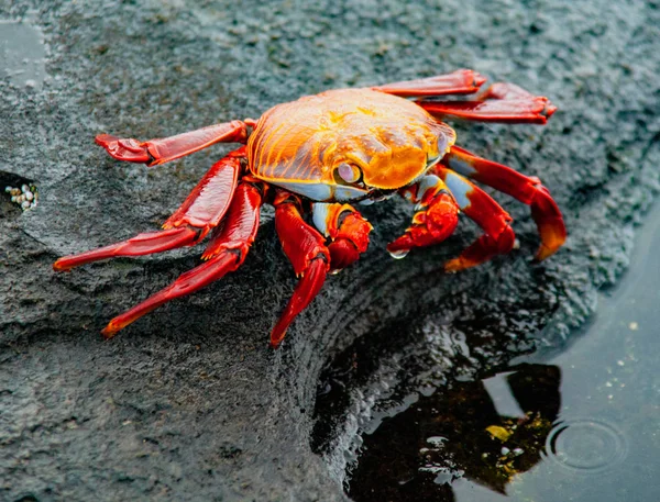 Sally Leichtfuß-Krabbe auf Felsen — Stockfoto