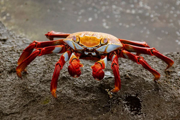Sally Leichtfuß-Krabbe auf Felsen — Stockfoto