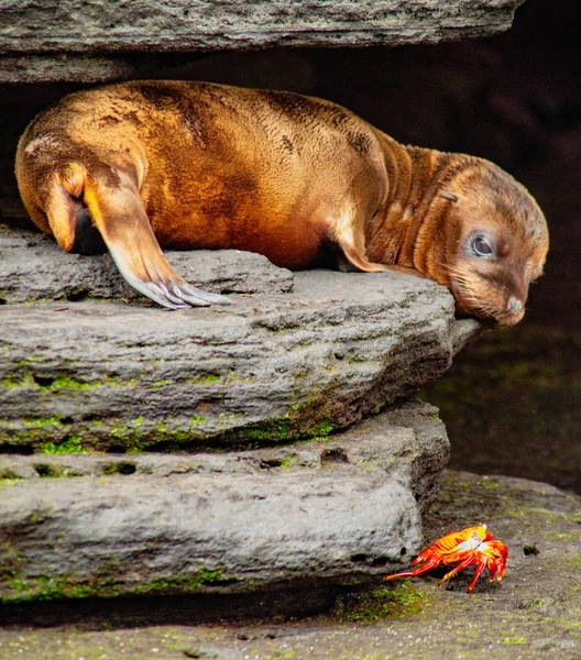 Baby Sea Lion Olhando para Sally Lightfoot Crab — Fotografia de Stock