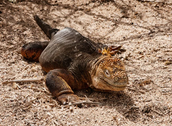 Galapágy pozemní leguán — Stock fotografie