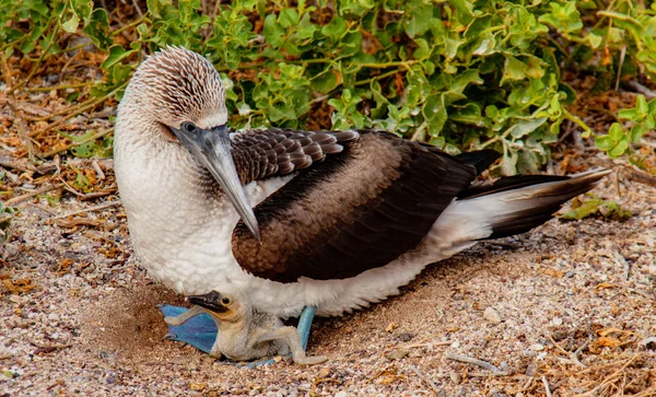 Azul pé Booby mãe e pinto — Fotografia de Stock