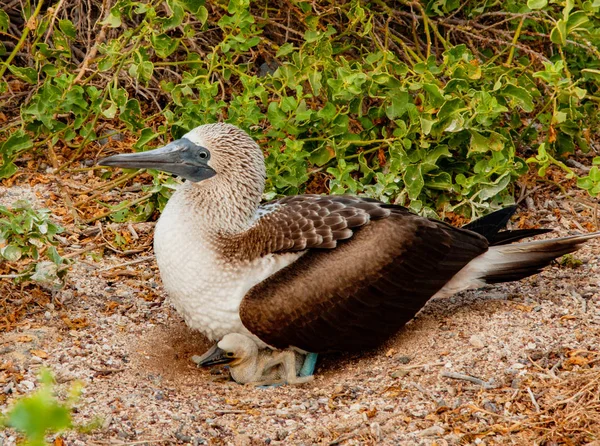 Bleu pied booby mère et poussin — Photo