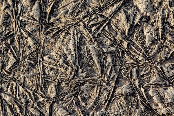 Текстура тла рослин заморожених у льоду — стокове фото