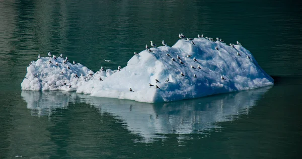 Mewy obfitują i opierać się na góry lodowe w zatoce — Zdjęcie stockowe