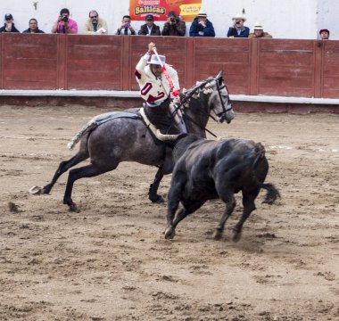 Ambato, Ekvador - 15 Şubat 2015 - Boğa güreşçisi ile boğa düellosu