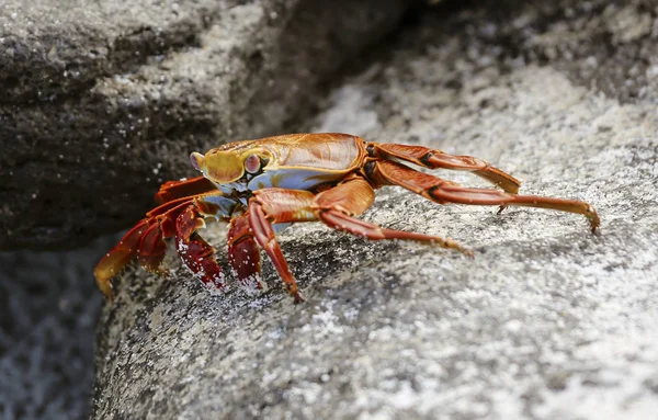 Crabe des pieds légers de Sally sur le rocher dans les îles Galapagos — Photo