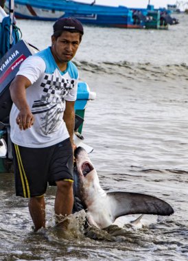 Puerto Lopez, Ekvador - 19 Ağustos 2016: Balıkçı, işlenmesi için sahile ölü bir köpekbalığı sürükledi