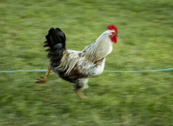 Speed Blurred Rooster Runs Over Grass Lawn