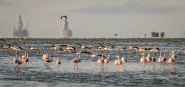 Flamingos in low salty water with oil rigs in the background clipart