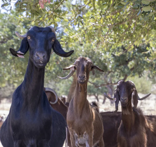 Três cabras a olhar — Fotografia de Stock