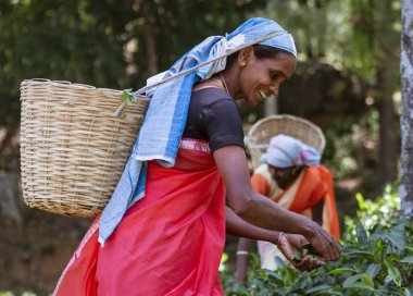 Nuwara Eliya, Sri Lanka - Kadınlar Hasat İçin Çayı Toplar