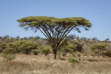 Şemsiye akasya ağaçları diğer büyük bitkilerden izole olma eğilimindedirler.