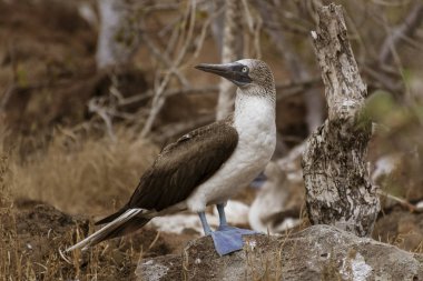Mavi Ayaklı Memeli Erkek Galapagos Adası 'ndaki Terörünü Gözlemliyor