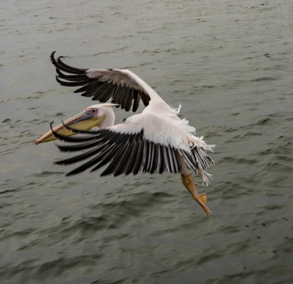 Great White Pelicans in flight — Stock Photo, Image