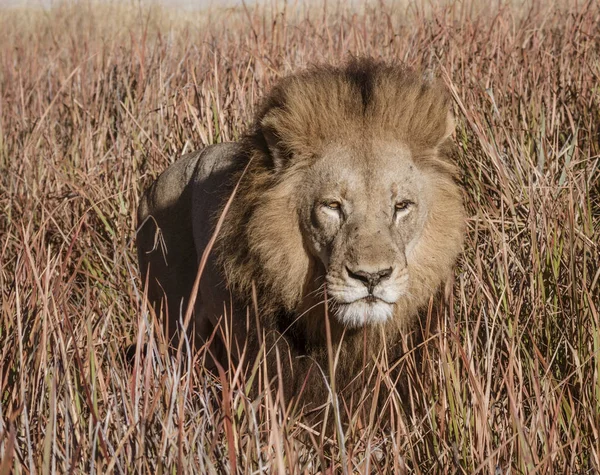 Adult male lion is mostly hidden in the short dry grass while it prowls for food — 스톡 사진