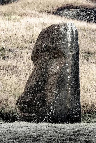 Moai posągi na Wyspie Wielkanocnej w kamieniołomie Rano Raraku — Zdjęcie stockowe