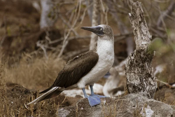 Blue Footed Booby Mężczyzna stoi i bada jego Terriroty na wyspie Galapagos — Zdjęcie stockowe