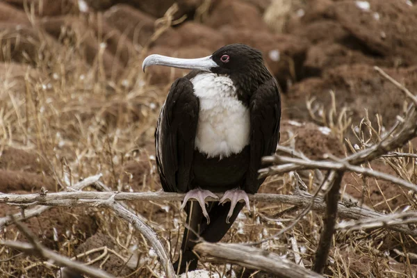 Frigatebird Perempuan Duduk di Cabang di Pulau Galapagos — Stok Foto