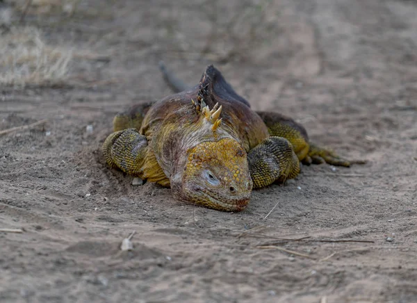 Iguanas douradas deitadas nas Ilhas Galápagos — Fotografia de Stock