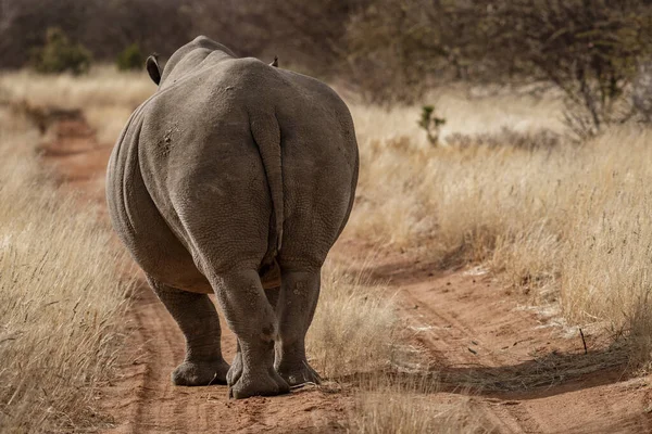 Un solo rinoceronte blanco se encuentra en un camino de tierra —  Fotos de Stock