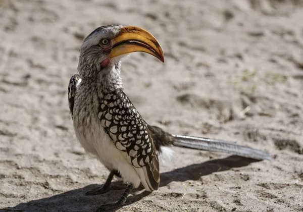 Yellow zapowiadane Hornbill siedzi na piasku, skanując swój horyzont — Zdjęcie stockowe