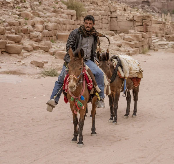 Gli asini sono animali comuni da trasporto a Petra Giordania — Foto Stock