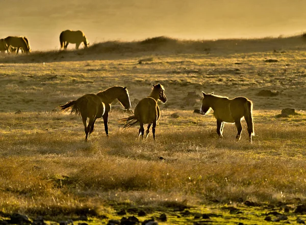 Chevaux sauvages rétro-éclairés au coucher du soleil sur l'île de Pâques — Photo