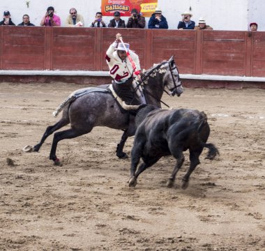 Ambato, Ekvador - 15 Şubat 2015 - Boğa güreşçisi ile boğa düellosu
