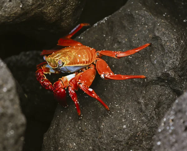 Sally Lightfoot Crab On Rock in Galapagos Islands