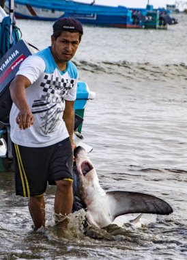 Puerto Lopez, Ekvador - 19 Ağustos 2016: Balıkçı, işlenmesi için sahile ölü bir köpekbalığı sürükledi