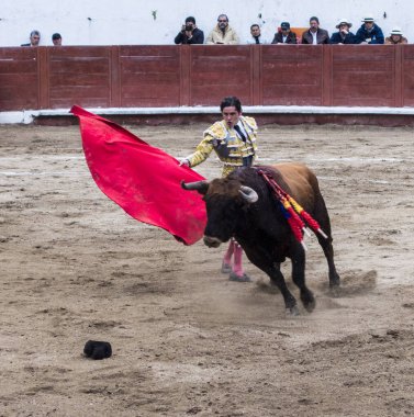 Ambato, Ekvador - 15 Şubat 2015 - Boğa ile yayan boğa güreşçisi