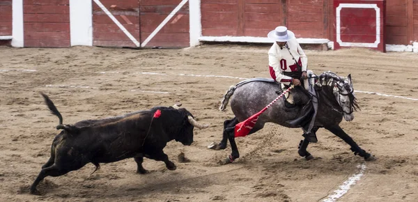 Ambato, Ekvador - 15 Şubat 2015 - Boğa güreşçisi ile boğa düellosu — Stok fotoğraf