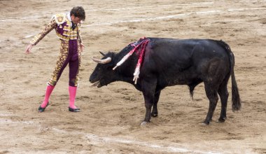 Ambato, Ekvador - 15 Şubat 2015 - Boğa güreşçisi boğaya bakıyor